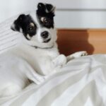 Les experts canins conviennent que ne pas le laisser dormir dans votre lit, c'est l'isoler de la famille et le faire se sentir exclu.