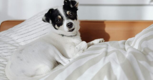 Perro descansando sobre una cama junto a su familia durante la noche.