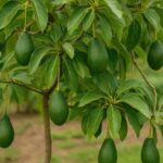 Les experts en plantes sont d'accord : 6 façons utiles d'encourager les avocatiers à fructifier rapidement dans votre jardin