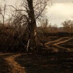Les incendies et le changement climatique accélèrent la dégradation des forêts