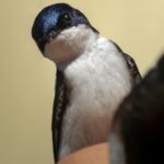 Les martinets, les hirondelles et les hirondelles améliorent la santé environnementale des villes et réduisent les insectes