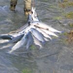 Les organisations environnementales font appel au championnat de pêche au saumon dans l'Ulla en raison du déclin de l'espèce