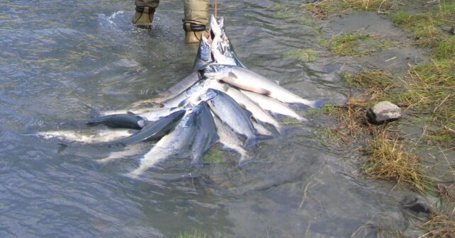Organizaciones ecologistas recurren el campeonato de pesca de salmón en el Ulla