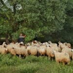 Les pâturages de la Dehesa de Navalvillar profitent au bétail et préviennent les incendies de forêt à Colmenar Viejo