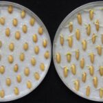 Les scientifiques découvrent que les plantes sont capables d'entendre le bruit de la pluie et de l'utiliser pour accélérer leur croissance et survivre.