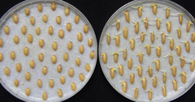 Semillas de arroz germinando tras percibir las vibraciones del sonido de la lluvia en un experimento del MIT.