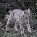 Les scientifiques ne trouvent pas d'explication, mais le lynx ibérique blanc trouvé il y a des mois à Jaén change de couleur et son origine reste une énigme