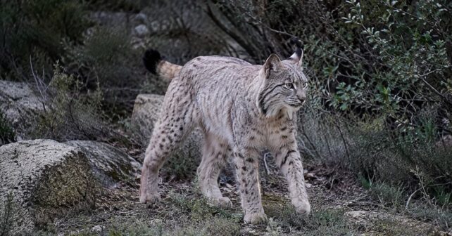Satureja, el misterioso lince ibérico blanco de Jaén, recuperando su color natural durante la muda.