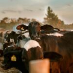Les vaches reconnaissent aussi les visages et les voix humains familiers