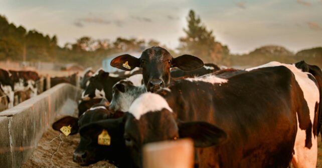 Experimento donde las vacas reconocen rostros humanos familiares