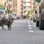 Les vétérinaires préviennent : chaque année, lorsque votre chat sort seul, cela lui enlève des mois de vie sans que vous vous en rendiez compte.