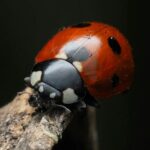 Lutte biologique à Logroño : coccinelles contre ravageurs