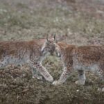Lynx ibériques à Lorca : quatre nouveaux chiots sont nés et Murcie consolide le grand couloir félin d'Espagne