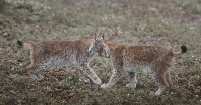 linces ibéricos en Lorca junto a la hembra Urtsu y sus cuatro cachorros