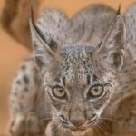 Lynx ibériques en Castille-et-León : les 5 premiers spécimens naissent après des décennies