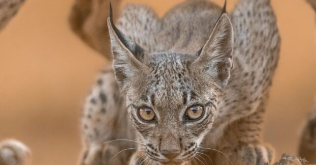 cachorros de lince ibérico en Castilla y León