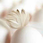 Oeuf artificiel : ils créent des poussins sans coquille et ouvrent la porte à la désextinction des oiseaux géants