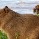 « On nʼen avait jamais vu ici » : un capybara le plus gros rongeur du monde aperçu en liberté près dʼun étang en Sologne