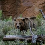 Ours près d'Oviedo: leur présence augmente en raison des ruches dans les forêts