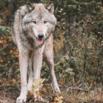 Plan Loup en Cantabrie : le TSJC approuve les mesures de l'Exécutif et rejette la demande de Pacma