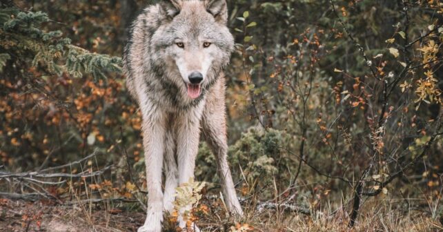 Plan del lobo en Cantabria y gestión de la especie
