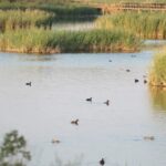 Pour la première fois depuis 10 ans, ce paradis hydrologique d'Espagne est complètement rempli mais ce n'est pas pour se réjouir, l'équilibre naturel continue d'être fracturé par les eaux souterraines.