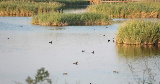 Las Tablas de Daimiel completamente inundadas con aves acuáticas y vegetación en primavera.