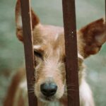 Pourquoi la « Journée mondiale du chien sans race 2026 » exige-t-elle l'adoption ?