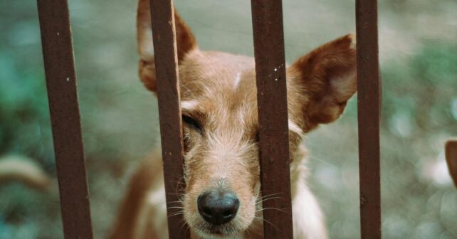 Día Mundial del Perro Sin Raza 2026