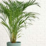 Presque personne ne le sait, mais ces 6 plantes d'intérieur fonctionnent comme un « climatiseur » naturel qui aide à rafraîchir les maisons en été.