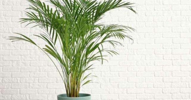 Palma areca en interior luminoso utilizada para refrescar la casa en verano.