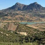 Projet Soli O-Live : étudie la santé du sol de l'oliveraie et améliore la qualité de l'huile