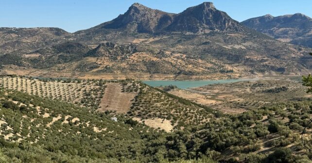 Proyecto Soli O-Live: estudia la salud del suelo del olivar