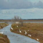 Protection urgente pour Doñana : ils préviennent que la reprise actuelle n'est qu'un mirage