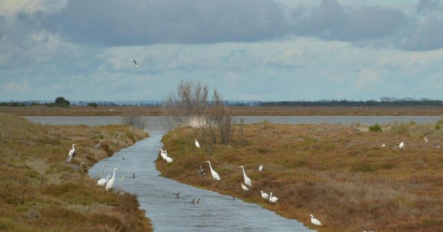 protección urgente para Doñana y restauración del río Guadiamar