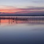 Récupération de L'Albufera après DANA : voici comment progresse le plan de restauration de la zone humide