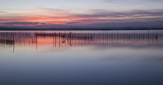 recuperación de L'Albufera tras la DANA