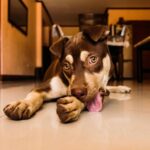 Si votre chien se lèche constamment les pattes, cela pourrait être le signe qu’il cache un problème de santé plus grave que vous ne le pensez.