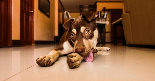 Perro lamiéndose las patas dentro de casa por posibles alergias o problemas de salud.