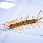 Si vous croisez cette créature à 30 pattes dans votre salle de bain à Marseille surtout ne la tuez pas — voici pourquoi