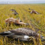 Sordide : une trentaine de rapaces retrouvés empoisonnés dans un champ du Cantal un éleveur placé en garde à vue