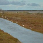 Subventions pour la restauration écologique à Doñana : jusqu'à 20 000 € par hectare