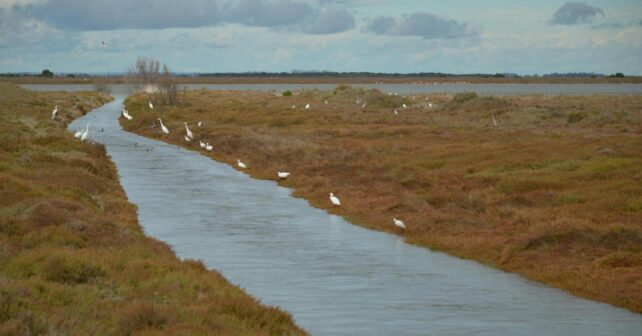 subvenciones para la restauración ecológica en Doñana