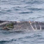 Un bateau de tourisme voit quelque chose qui ne devrait pas être là : des avions scrutent désormais les côtes australiennes