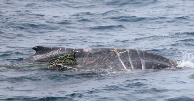 Ballena jorobada enredada en una cuerda cerca de la costa de Victoria en Australia.