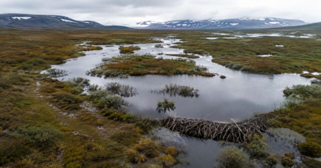 Presa de castores en la tundra del Ártico canadiense transformando el paisaje por el cambio climático.