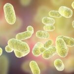 Une bactérie du microbiote intestinal pourrait jouer un rôle clé dans le déclenchement de certaines maladies auto-immunes