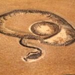 Une découverte laisse sans voix les biologistes qui ont trouvé un serpent de 15 mètres – plus long qu'un bus – vieux de 47 millions d'années en Inde