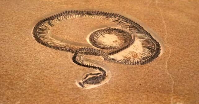 Recreación realista de la serpiente gigante Vasuki indicus en los humedales de la India hace 47 millones de años.