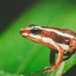 Une grenouille venimeuse liée à Navalny devient un animal de compagnie exotique et menace sa survie